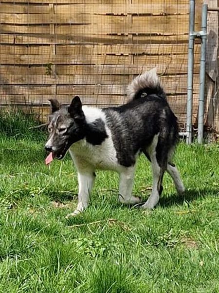 NIHARIKA -neugierig & verträglich-