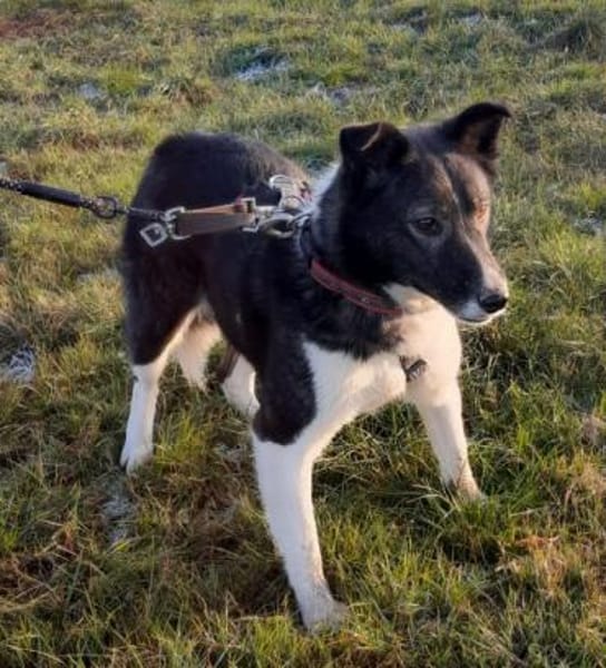 NIHARIKA -neugierig & verträglich-