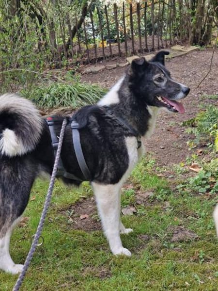 NIHARIKA -neugierig & verträglich-