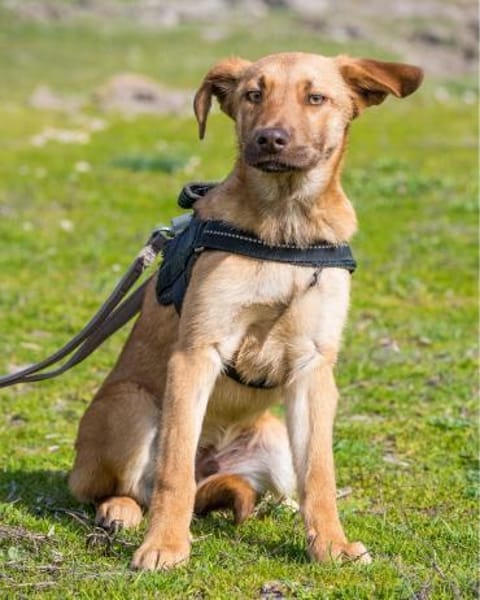 Taxi DE- schüchtern, manchmal ängstlich
