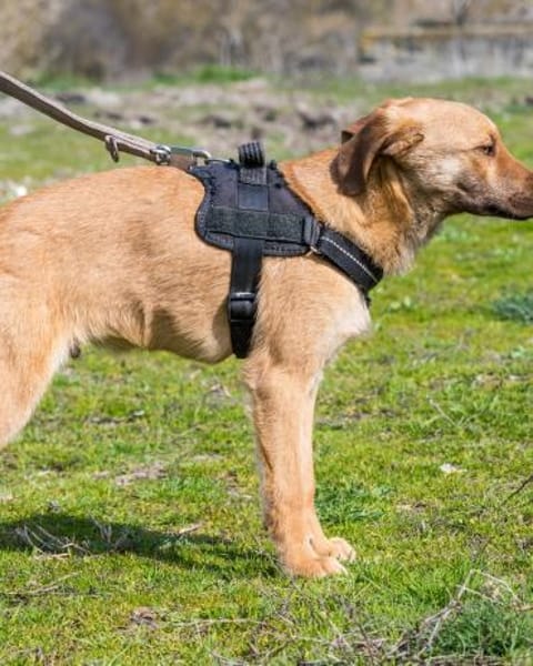 Taxi DE- schüchtern, manchmal ängstlich