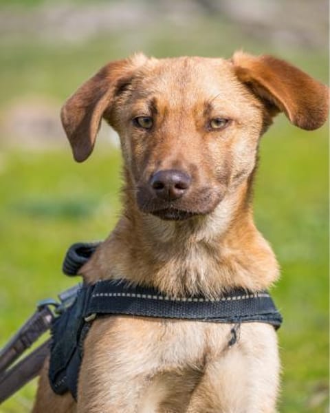 Taxi DE- schüchtern, manchmal ängstlich