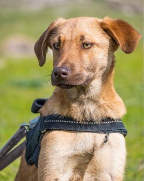 Taxi DE- schüchtern, manchmal ängstlich