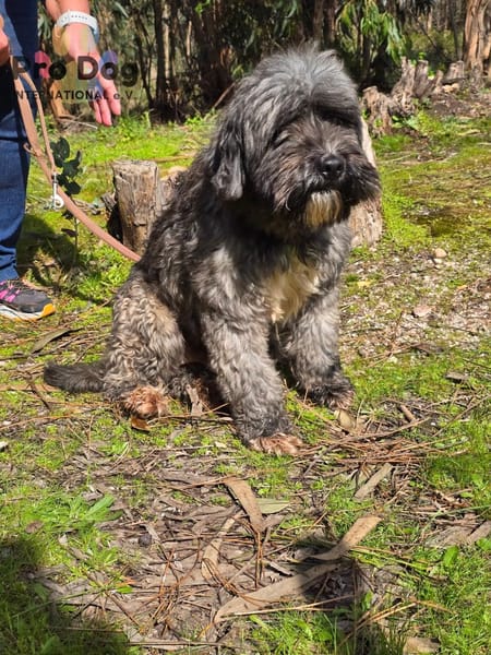 Jaime auf Pflegestelle