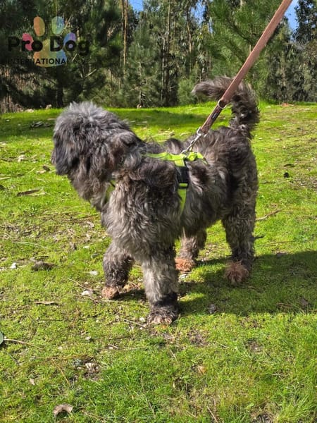 Jaime auf Pflegestelle