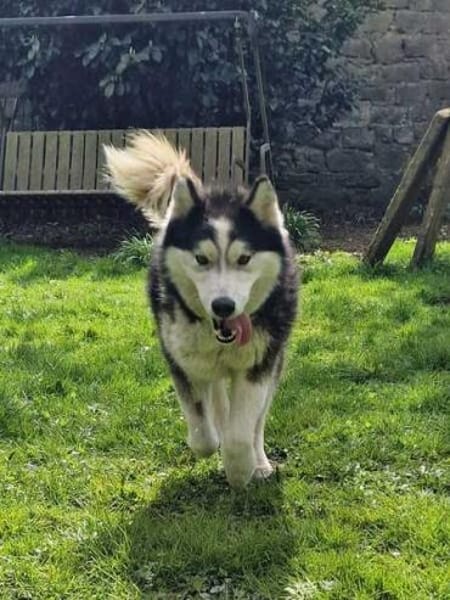 SKATT * freundliche Husky-Mix-Dame