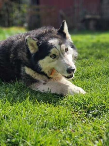 SKATT * freundliche Husky-Mix-Dame