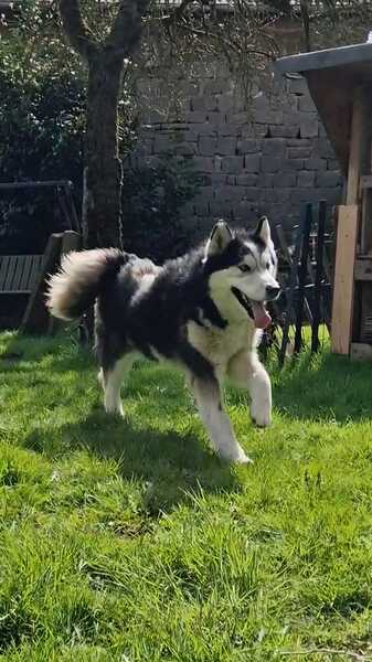 SKATT * freundliche Husky-Mix-Dame