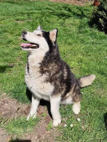 SKATT * freundliche Husky-Mix-Dame