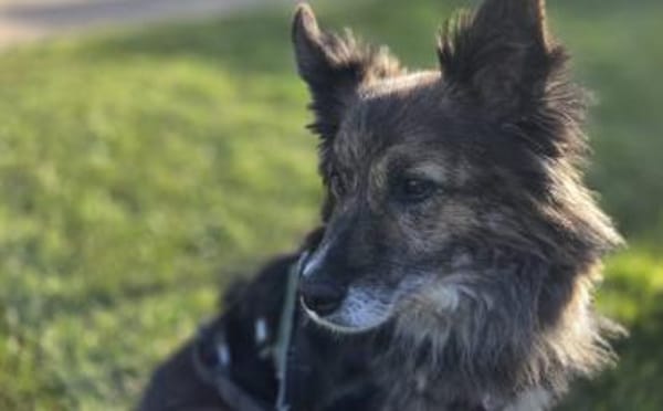 Ruhige und sanfte Seele Juni sucht Zuhau