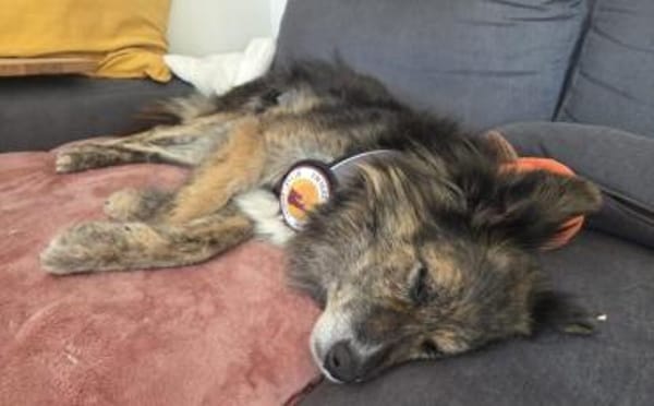 Ruhige und sanfte Seele Juni sucht Zuhau