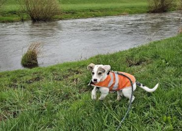 Spotty sucht ihren Traumpalast