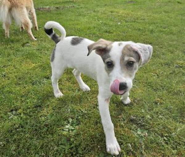 Spotty sucht ihren Traumpalast