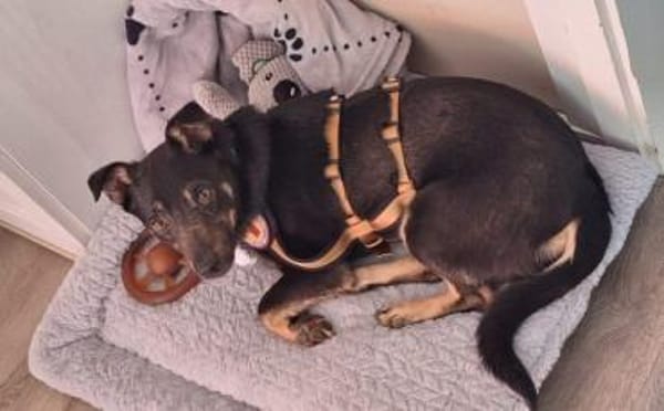 Wer verliebt sich in Karamell ?