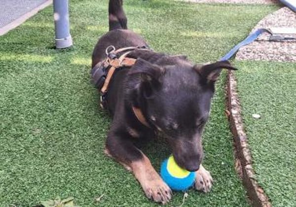 Wer verliebt sich in Karamell ?