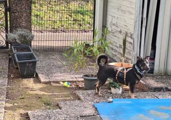 Wer verliebt sich in Karamell ?