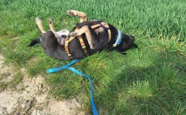 Wer verliebt sich in Karamell ?