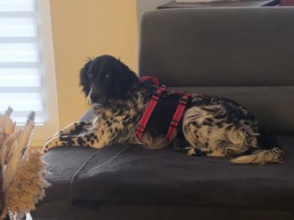 Brina sucht liebe Menschen