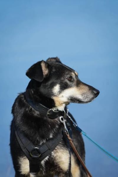 Solana ist eine sanfte Hündin 🐾