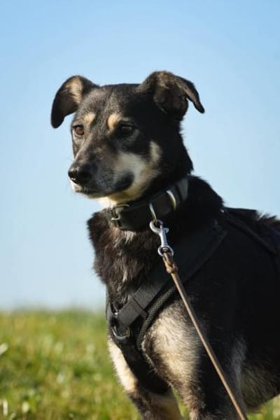 Solana ist eine sanfte Hündin 🐾