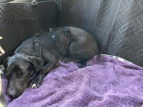 Georg freundlich und verschmust