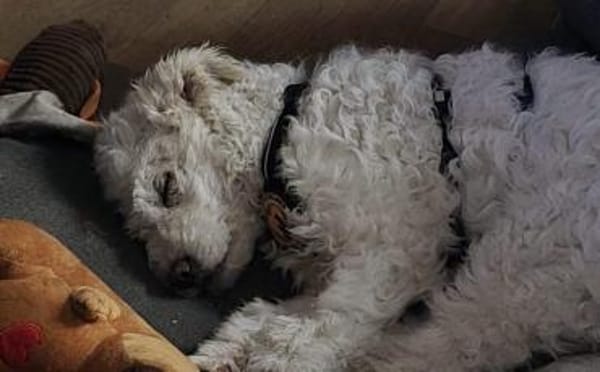 Shane - süßer Hundebub