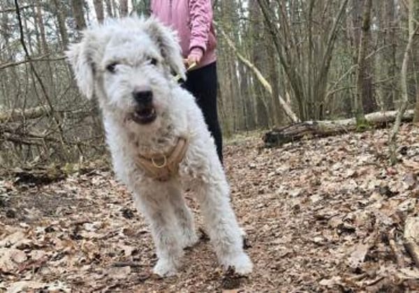 Shane - süßer Hundebub