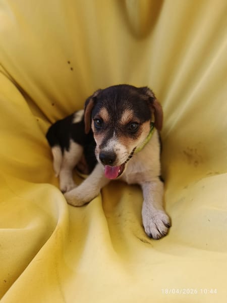 À L’ADOPTION, NASH, CHIOT MÂLE BERGER CRÉOLE