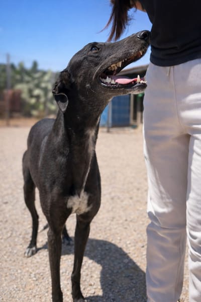 MORENA (101 Huellas)