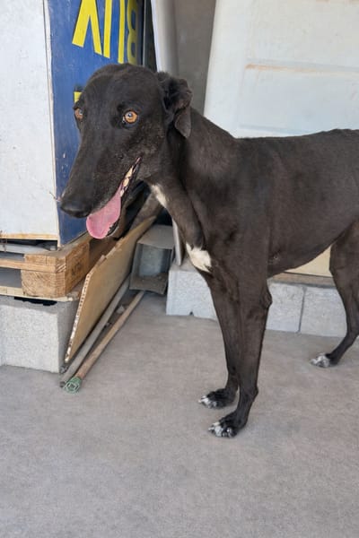 MORENA (101 Huellas)