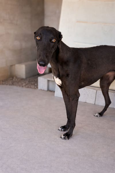 MORENA (101 Huellas)