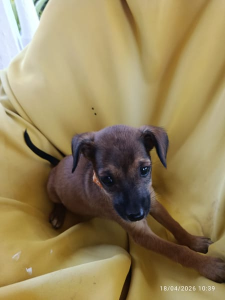 À L’ADOPTION, NEYA, CHIOT FEMELLE BERGER CRÉOLE