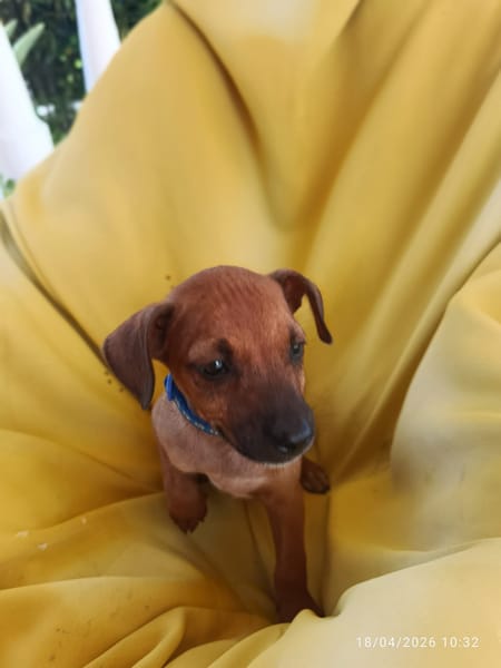 À L’ADOPTION, FALKO, CHIOT MÂLE BERGER CRÉOLE