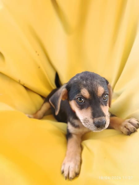 À L’ADOPTION, SEÏKA, CHIOT FEMELLE BERGER CRÉOLE