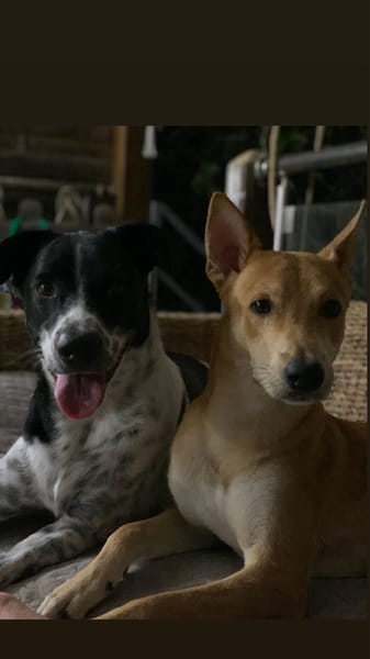 À L’ADOPTION, FOXY Mâle BERGER DES CANNES de couleur fauve, un caractère en or !