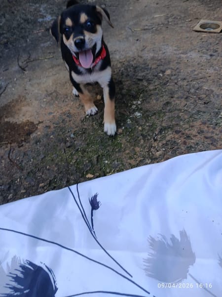 À L’ADOPTION, SEÏKA, CHIOT FEMELLE BERGER CRÉOLE