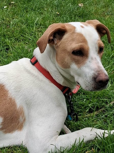 À L’ADOPTION, KARA, FEMELLE BERGER CRÉOLE, blanche et fauve