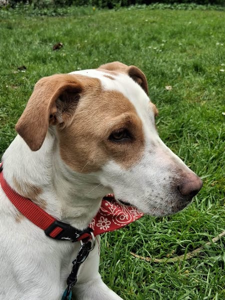 À L’ADOPTION, KARA, FEMELLE BERGER CRÉOLE, blanche et fauve