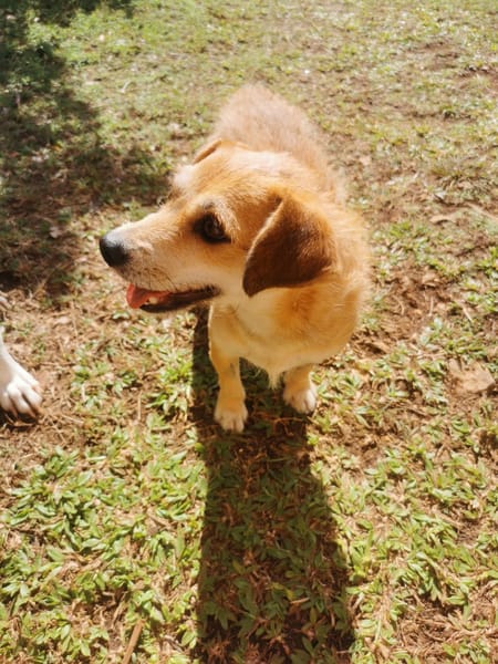 À L’ADOPTION, YOLA, adorable petite femelle BERGER CREOLE de couleur fauve