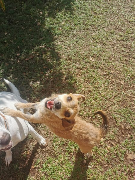 À L’ADOPTION, YOLA, adorable petite femelle BERGER CREOLE de couleur fauve