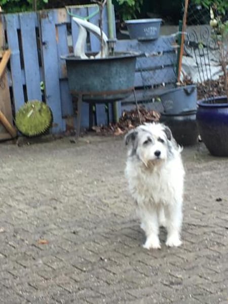 Tora - lieb und sensibel