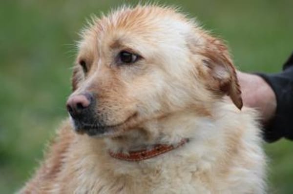 Fritzi - gutgelaunt u. sehr zutraulich