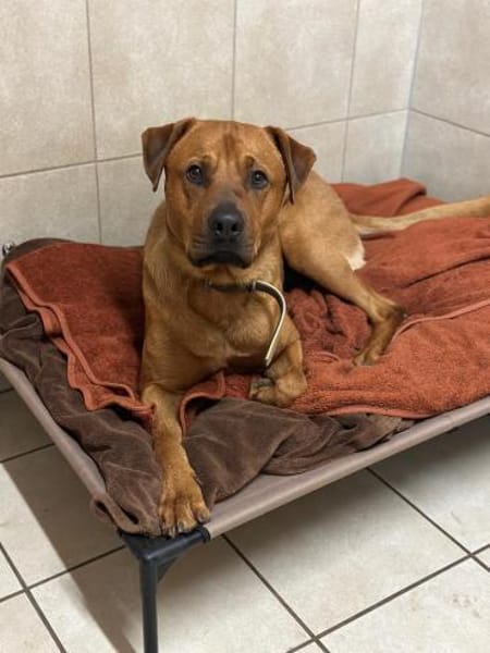 Benjamin unser Pechvogel sucht ein Platz