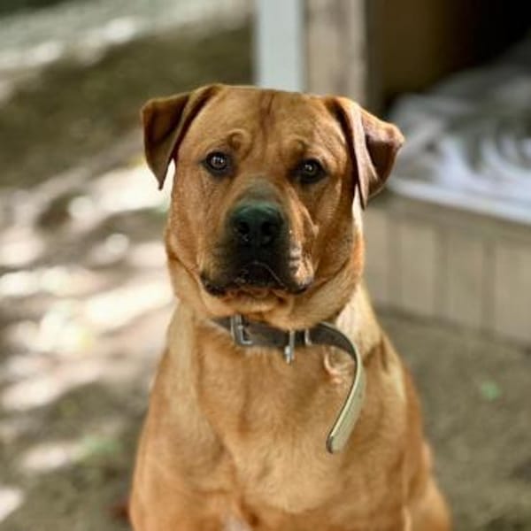 Benjamin unser Pechvogel sucht ein Platz