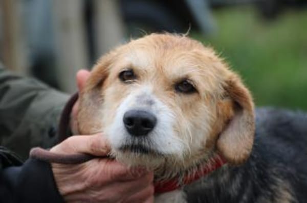 Bacey - ruhig u. sehr anhänglich