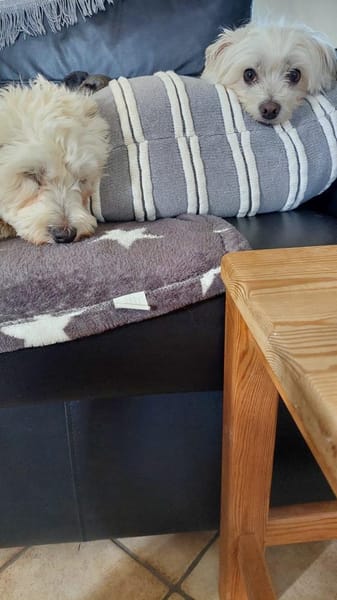 Drolliges Pärchen sucht Zuhause