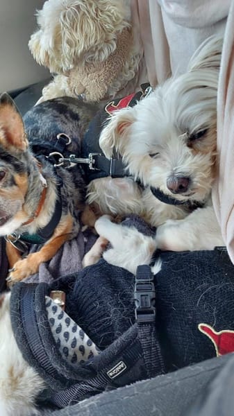 Drolliges Pärchen sucht Zuhause