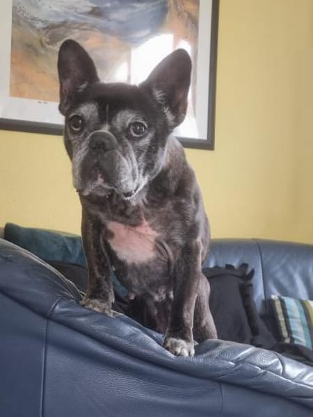 Französische Bulldogge sucht liebe Leute