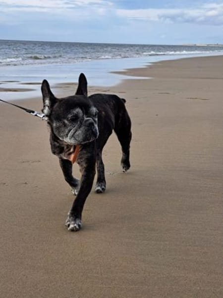 Französische Bulldogge sucht liebe Leute