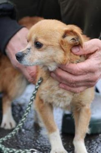 Faye - goldige, kleine Hündin